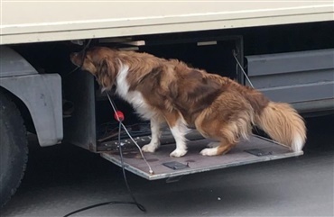 VIDEO: Arbejdsom rottehund i Hobro