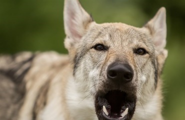 Computerprogram kan aflæse hunde