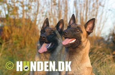 Fredagsquiz: Hvad ved du om de belgiske hyrdehunde