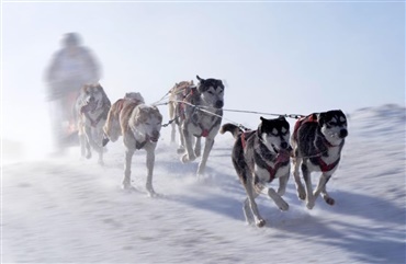 Sl&aelig;dehunde rammes af klimaforandringer