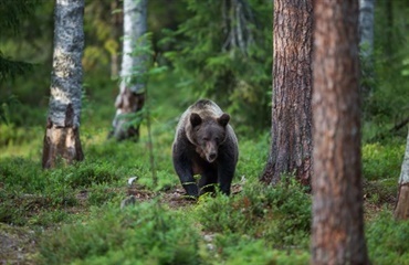 Dreng jagtet af bjørn med hund i haserne