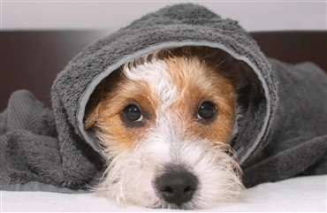 Advarsel: Parvovirus i Valby