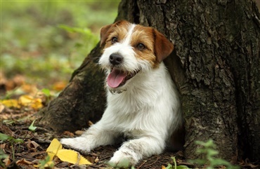 Jack russell overlever fire dage i hul