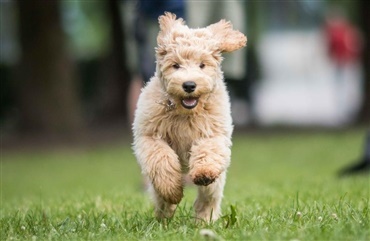 L&aelig;sere: Labradoodle skulle ikke v&aelig;re opfundet 