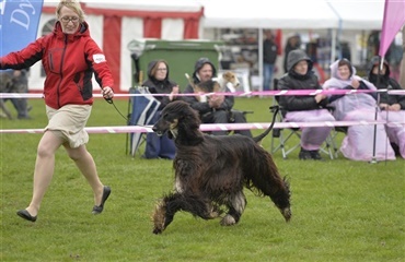 Stigende interesse for hunde