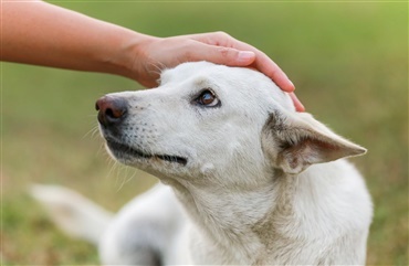 Har du, eller har du haft svagtseende eller blind hund?