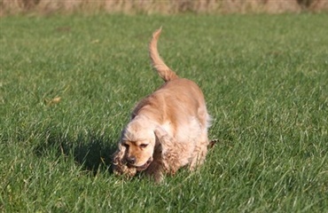 Hundekampagne giver pote i Aalborg