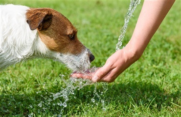 Dyrenes Beskyttelse guider: 5 forholdsregler i sommervarmen