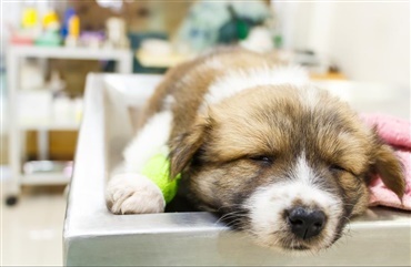 Sygdommen bag vaccinationen – Parvovirus