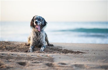 1. april skal strandhunden i snor