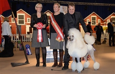 Årets hunde 2012