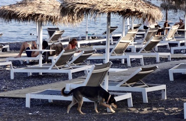 Dyrl&aelig;ger vil forbyde import af gadehunde