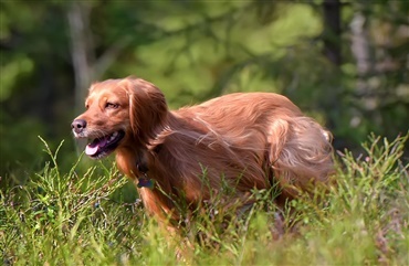 Stigende problem: L&oslash;se hunde jagter r&aring;dyr