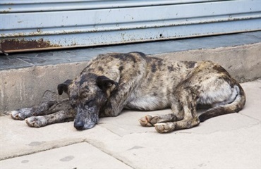 Cirka 75% af verdens hunde er herreløse