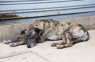 Cirka 75% af verdens hunde er herreløse