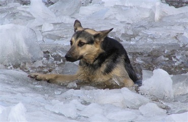 Advarsel: Pas på at hunden ikke går gennem isen