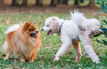 Urinkrystaller: er - Hunden.dk