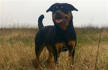 Rottweiler stj&aring;let