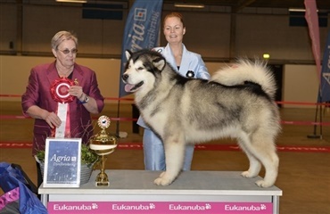 Malamute tog den store pokal i Fredericia