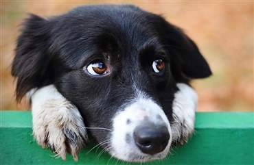 Voice of pets t&aelig;t p&aring; lukning