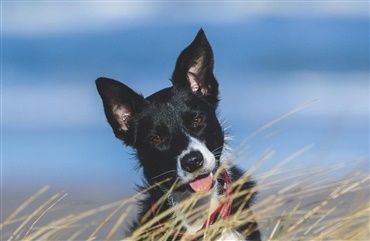 Biskop charme Bunke af Symptomer – feber - Hunden.dk