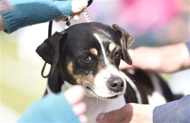 Fantastisk alsidigt program til Hund i Fokus