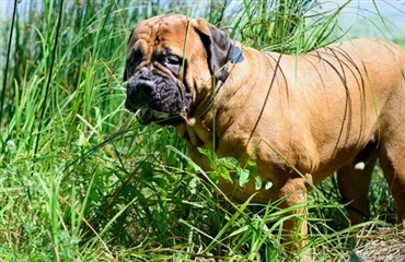 For meget græs kan gøre din hund syg