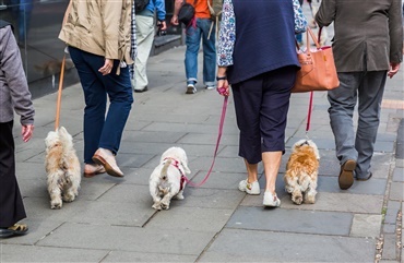 Hunde kan hj&aelig;lpe personer med udviklingshandicap