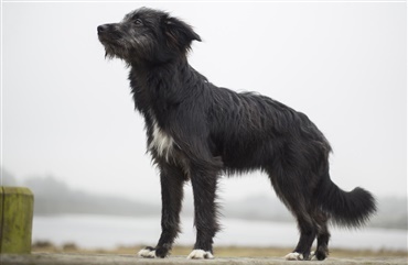 Dagens L&aelig;serfoto: S&aring; flot en hund