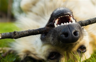 Av for d&aelig;len – Stakkels hund