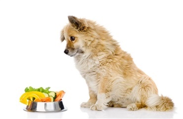 Bag om kostfibre i hundefoderet 