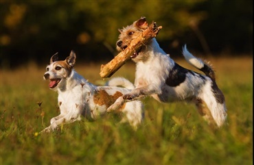 M&aring;ske Danmarks bedste hundejob