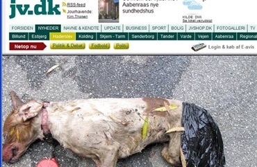 Den dræbte hund i Haderslev døde af kraniebrud og hjerneblødning