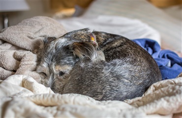 Falsk dr&aelig;gtighed – n&aring;r hunden tror den skal have hvalpe!