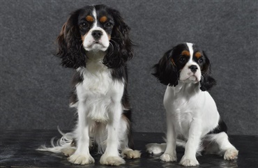 Fredagsquiz: Hvad ved du om cavalier king charles spaniel