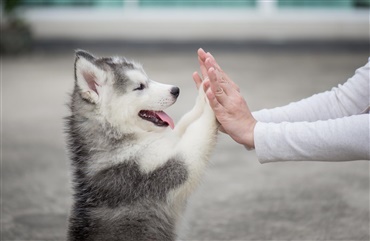 Er din hund optimist eller pessimist? 