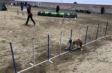 Nye restriktioner rammer hundesporten