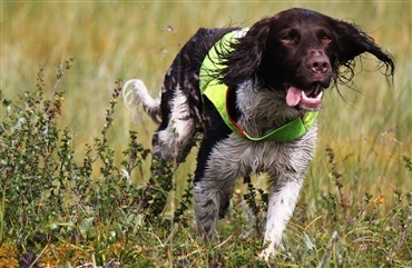 Hjerneblødninger hos hunde Hunden.dk