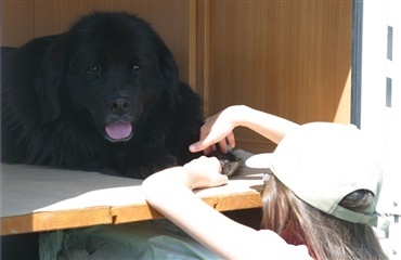 Hunde hjælper autistiske børn på vej