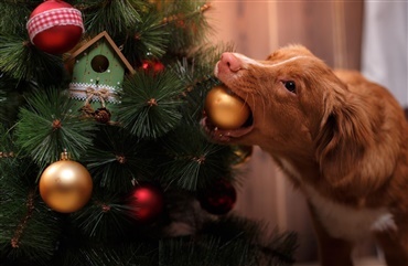 Pas p&aring; juletr&aelig;et i december