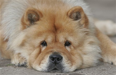 Forelsket chow chow ville ikke give op