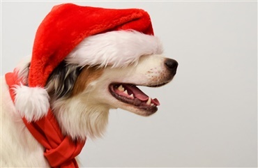Julekalenderen til dig og din hund