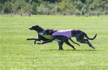 VIGTIG INFO: Lure Coursing er aflyst