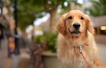 Vi elsker alle hunde – uanset vores politiske overbevisning