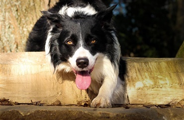 Priserne p&aring; hunde i England eksploderer