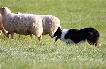 Dansk border collie blandt verdens bedste