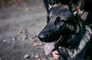 Vakse hunde fandt narko i Farum