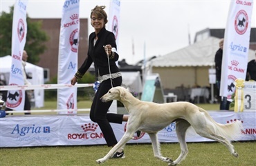 Hundemesse i Vejen - hvor hunde og hundeelskere m&oslash;des