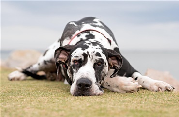 Hypertrofisk osteodystrofi hos hunde