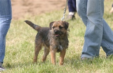 Hunden med til udlandet eller passes hjemme